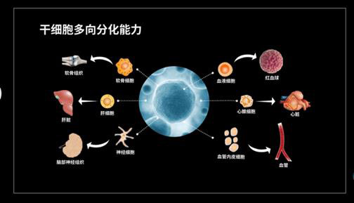 再生医学抗癌｜干细胞助患者告别化疗、重获新生