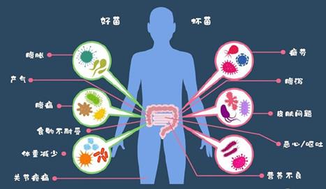 禁食减肥易诱发感染：如何使用FMT科学减肥，改善肠道？